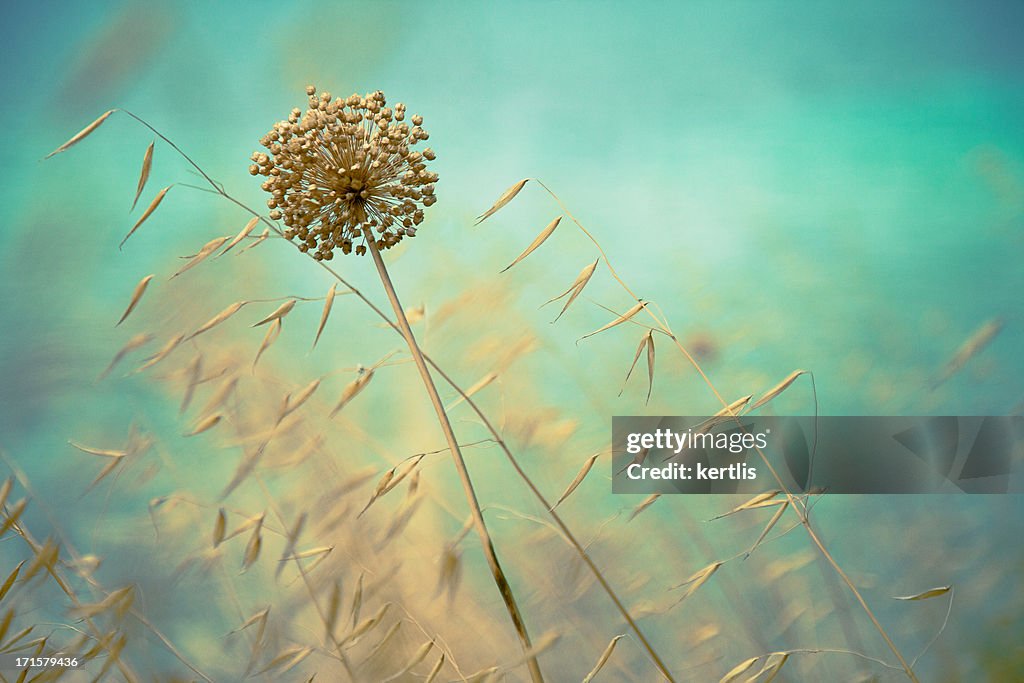 Yellow grass on the field