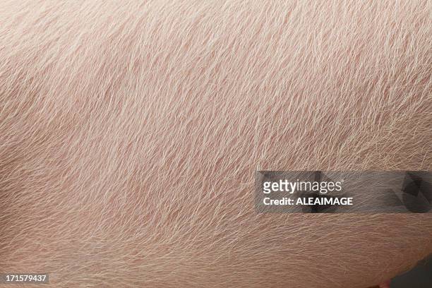 pig skin - skin texture stockfoto's en -beelden