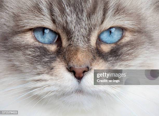 cat love - norwegian forest cat stock pictures, royalty-free photos & images