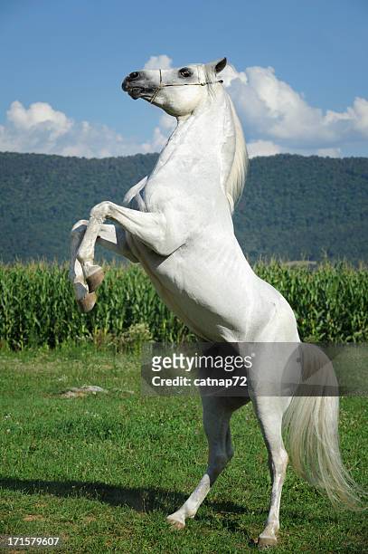 white horse rearing up in summer field - horse rearing up stockfoto's en -beelden