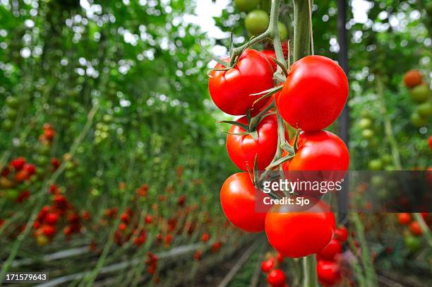 tomate efecto invernadero - vegetable harvest fotografías e imágenes de stock