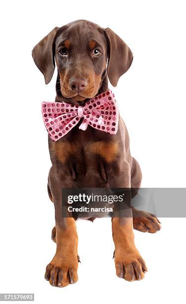 doberman puppy with pink bow - doberman puppy stock pictures, royalty-free photos & images