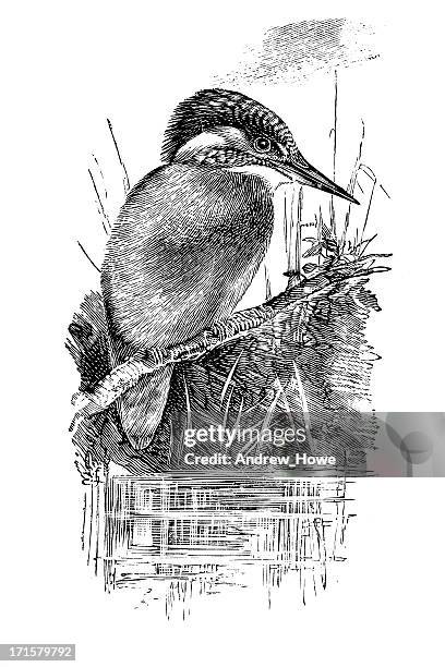 kingfisher - public domain vintage images stock illustrations