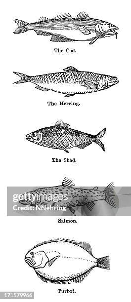 fisch-gravur - kabeljau stock-grafiken, -clipart, -cartoons und -symbole