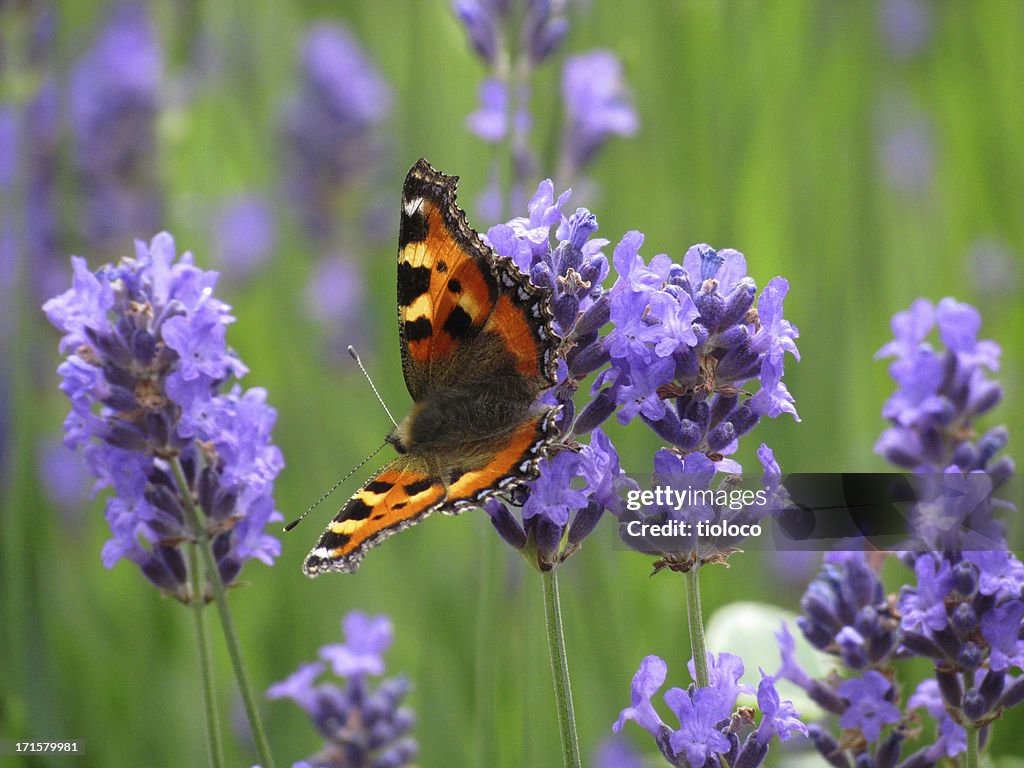 Butterfly on Lavender