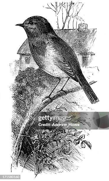 robin - public domain vintage images stock illustrations