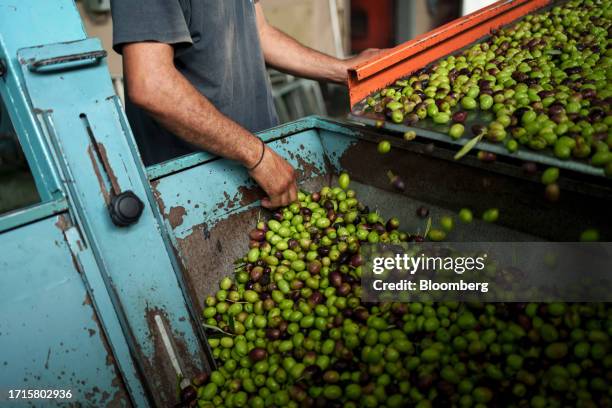 Fresh olives fall into a machine at the beginning of processing into olive oil at an oil mill in the village of Olynthos, Halkidiki, Greece, on...