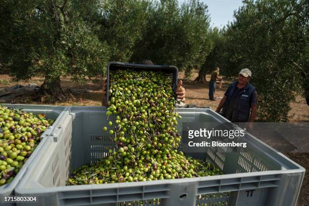Worker empties a crate of freshly harvested olives in a grove near the village of Yerakini, Halkidiki, Greece, on Friday, Oct. 6, 2023. Drought...