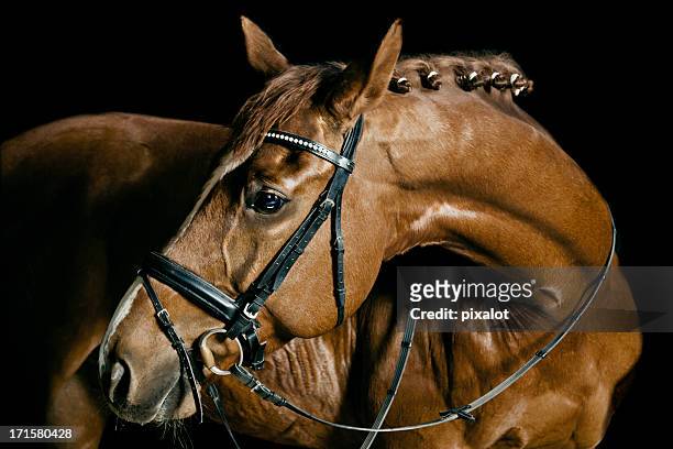 chestnut horse portrait - dressage stock pictures, royalty-free photos & images