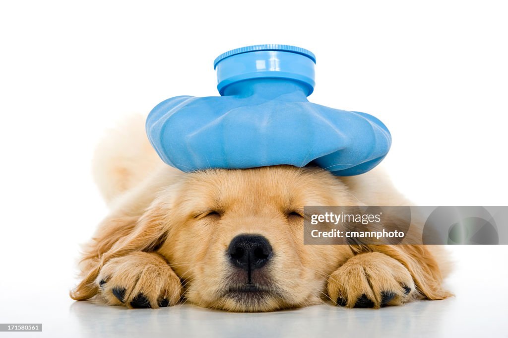 Sick young puppy with ice bag on head, white background