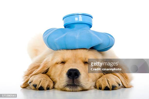 sick young puppy with ice bag on head, white background - illness stock pictures, royalty-free photos & images