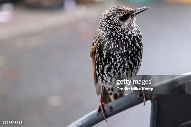 Starlings waiting to pick up scraps of food at the Open Market in the city centre on 21st September 2023 in Birmingham, United Kingdom. Large numbers...