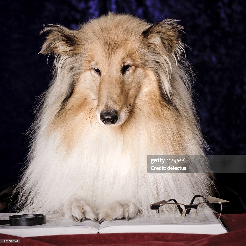 読書コリー犬