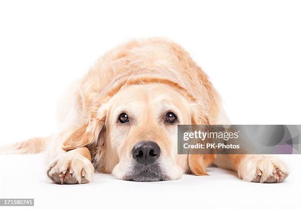 espera labrador dourado - labrador dourado cão de busca - fotografias e filmes do acervo