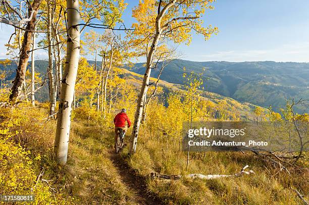 mountain biking in aspen forest singletrack - aspen trees stock pictures, royalty-free photos & images