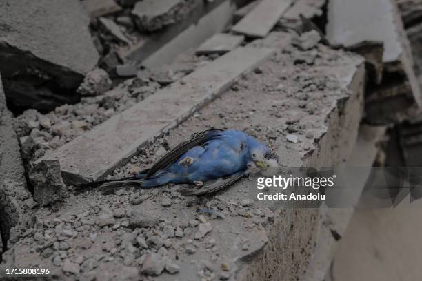 Dead bird is seen among the rubble after Israeli airstrikes in Gaza City, Gaza on October 09, 2023. Search and rescue works continue.