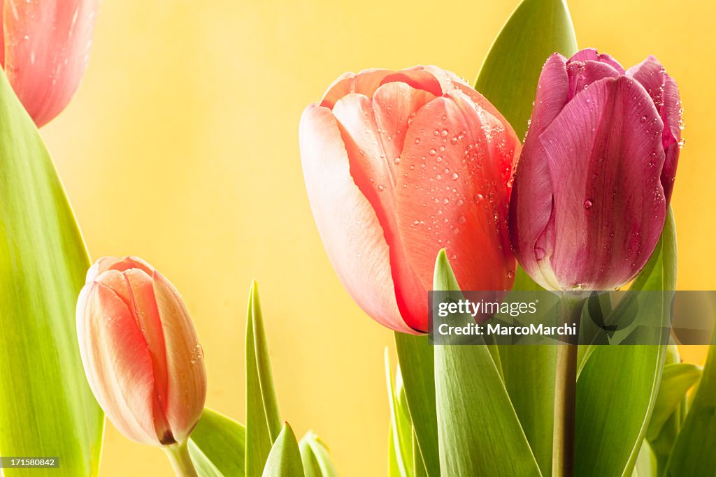 Tulipa