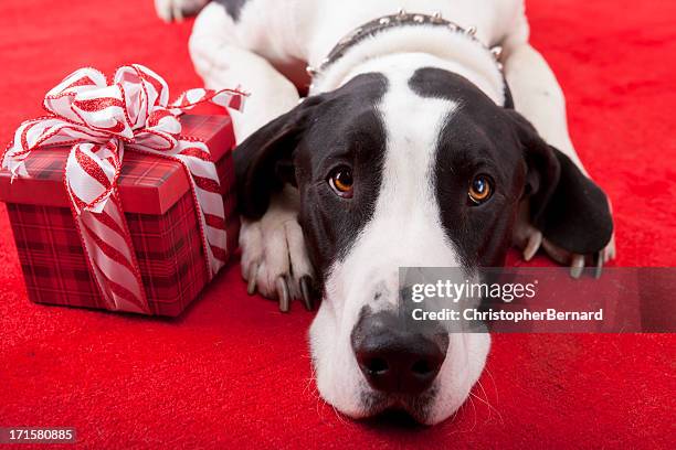 christmas-great dane laying on rug with gift - dog christmas present stock pictures, royalty-free photos & images