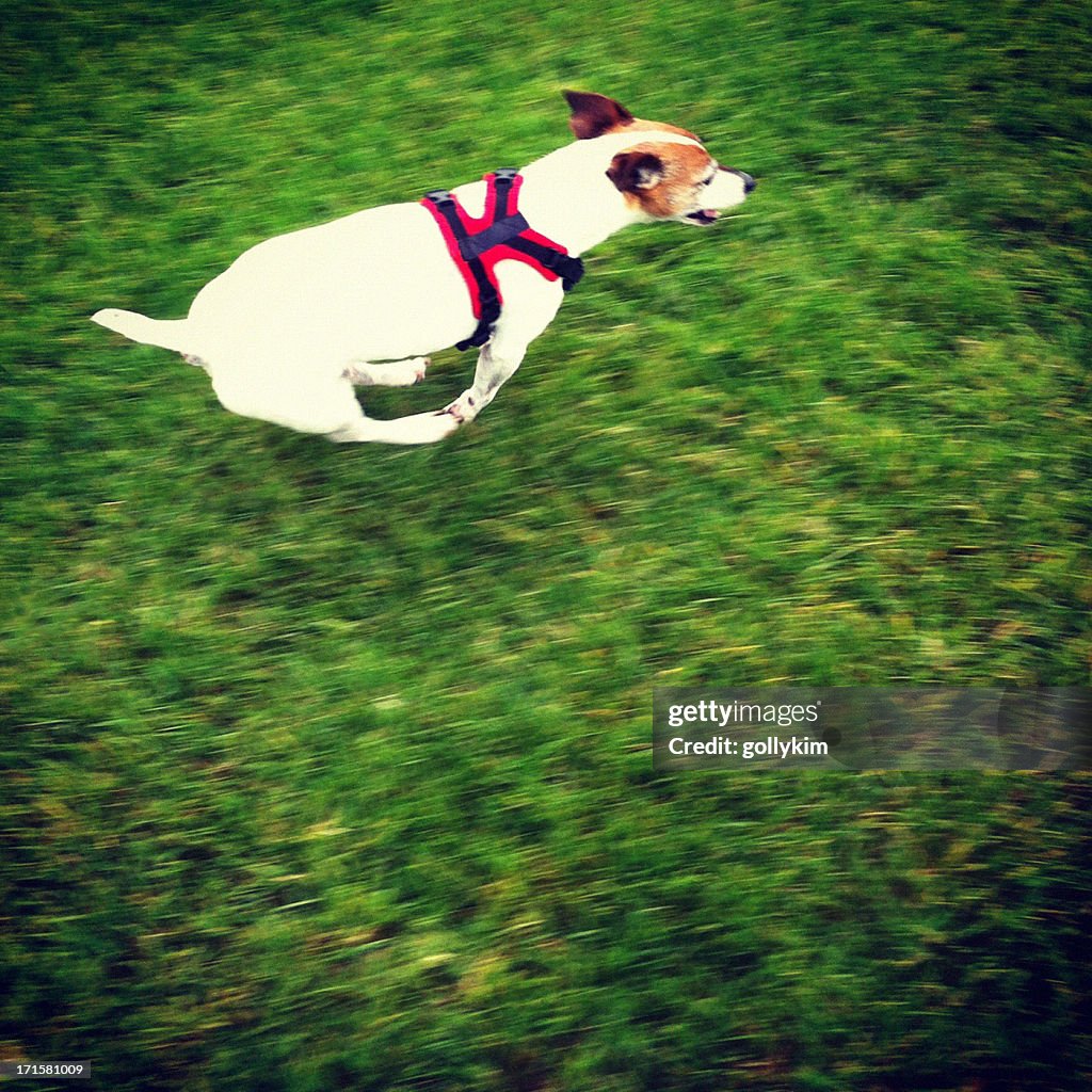 Speedy Dog