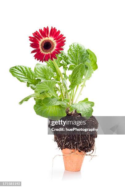 flower in too small pot - baggy green stock pictures, royalty-free photos & images