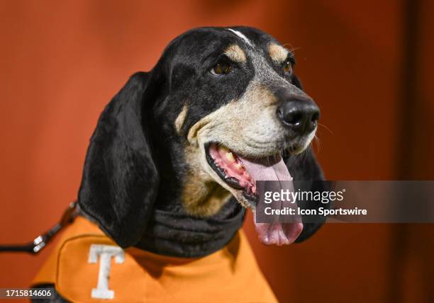 Tennessee Volunteers mascot Smokey sits on the sideline during a college football game between the Tennessee Volunteers and the South Carolina...
