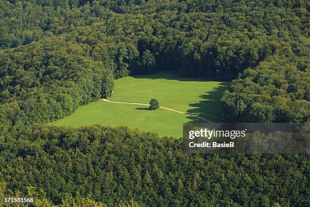 glade in forest - copse stock pictures, royalty-free photos & images