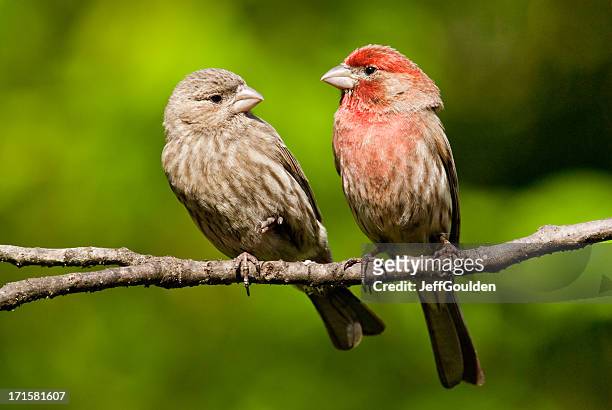 pair of house finches in a tree - house finch stock pictures, royalty-free photos & images