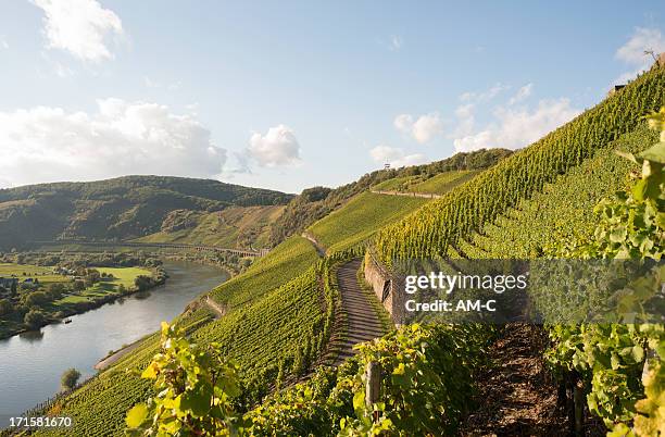 mosel, mosel valley, marienburg, besichtigung mit puenderich, zell, deutschland - weinbau stock-fotos und bilder