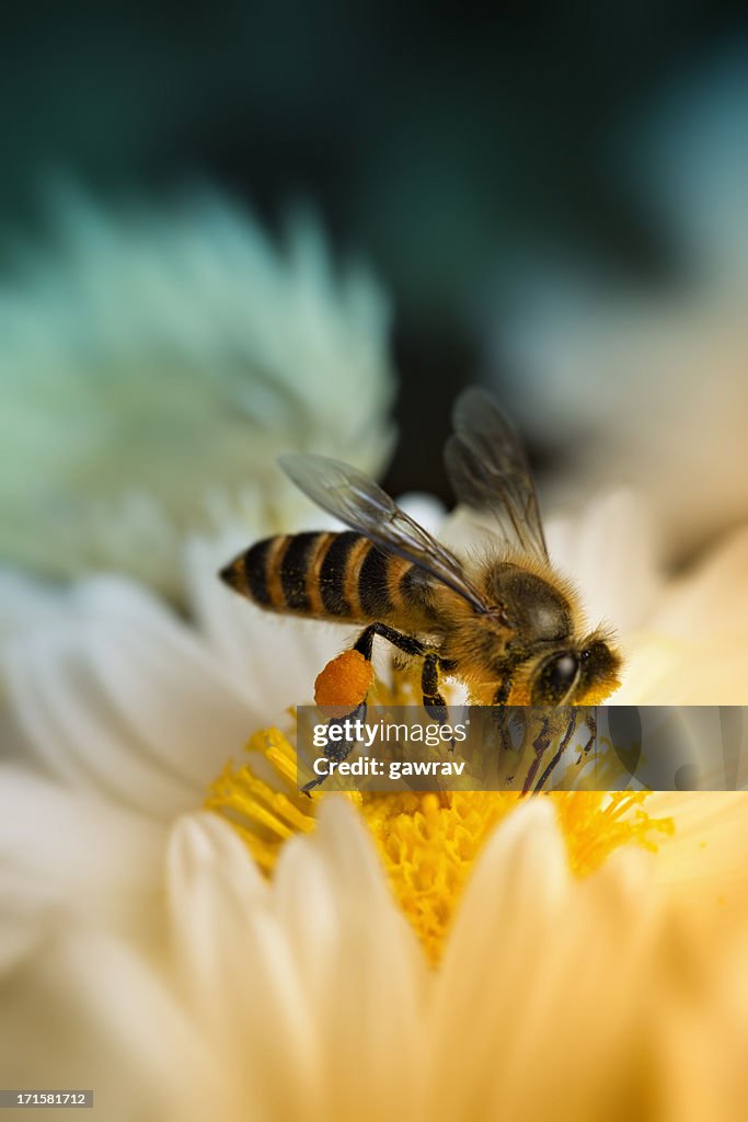Close-up Schuss von ein Honig-Bienen sammeln Nektar
