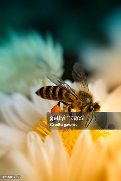 close-up shot of a honey bee collecting nectar - bee flower stock pictures, royalty-free photos & images