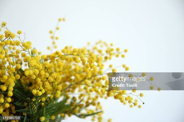 mimosa yellow flowers - acacia tree stock pictures, royalty-free photos & images
