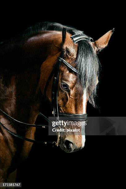 bay horse portrait - bay horse 個照片及圖片檔