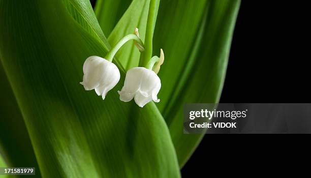 flor em um fundo preto. - lily of the valley imagens e fotografias de stock