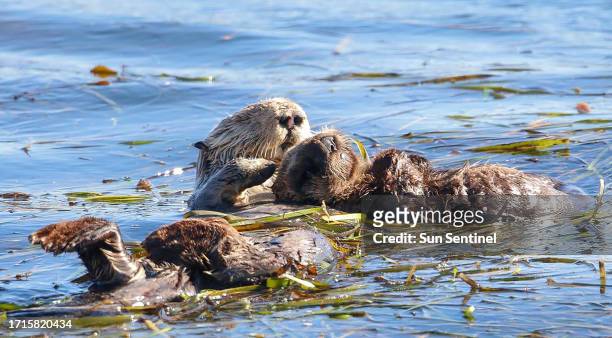 The U.S. Fish and Wildlife Service found that southern sea otters remain a threatened species. Otters gather in the sea weed in Morro Bay Harbor near...