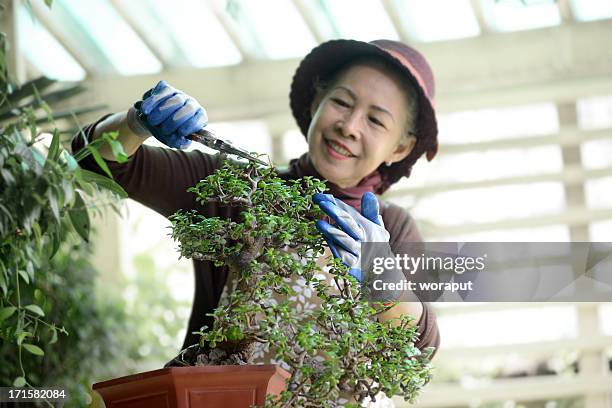 senior woman gardening - bonsai tree stock pictures, royalty-free photos & images