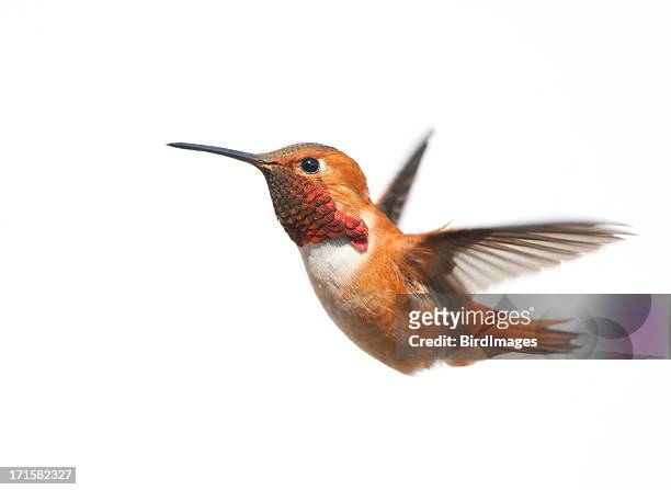 male rufous hummingbird flying on a white background - kolibrie stockfoto's en -beelden