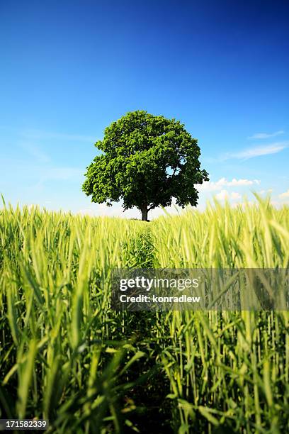One Tree 14,207 One Tree Landscape Stock Photos, High-Res Pictures, and Images ...