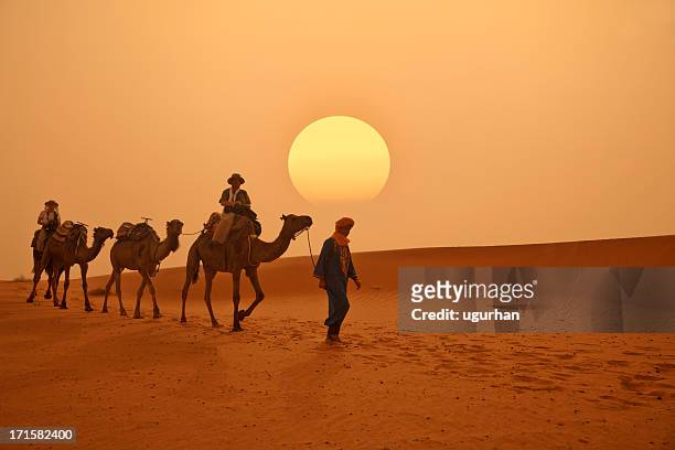 le maroc - chameau photos et images de collection