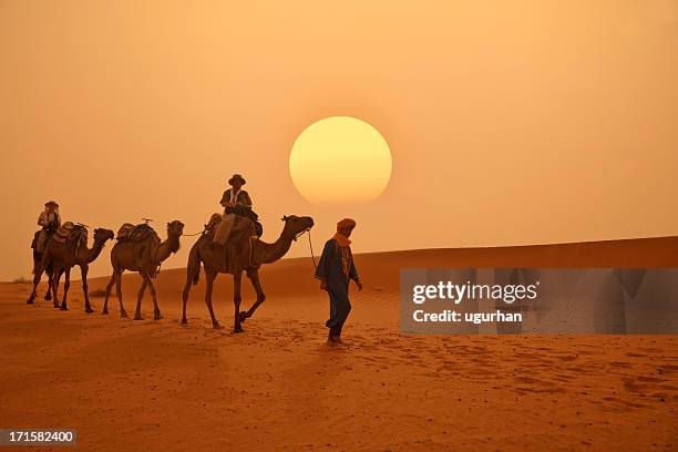 morocco - kamel bildbanksfoton och bilder