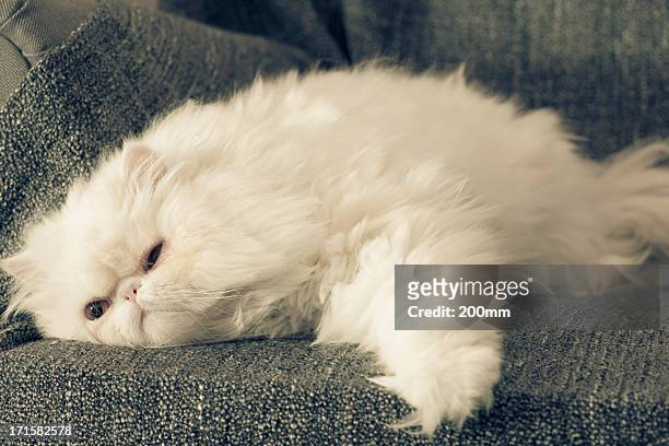 gato en sillón - suave y sedoso fotografías e imágenes de stock