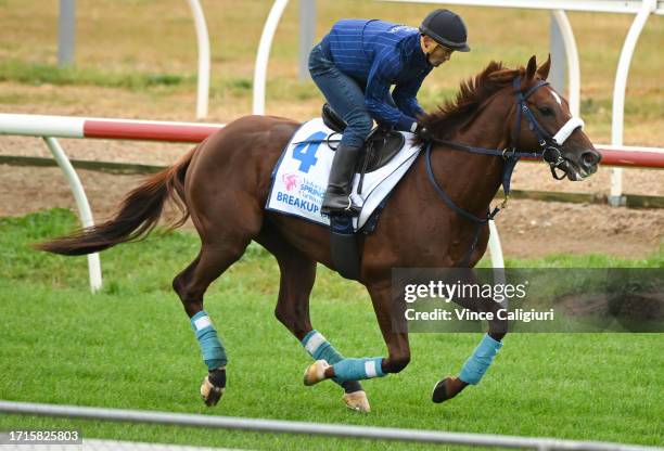 Breakup, during a trackwork session at Werribee Racecourse on October 04, 2023 in Melbourne, Australia.