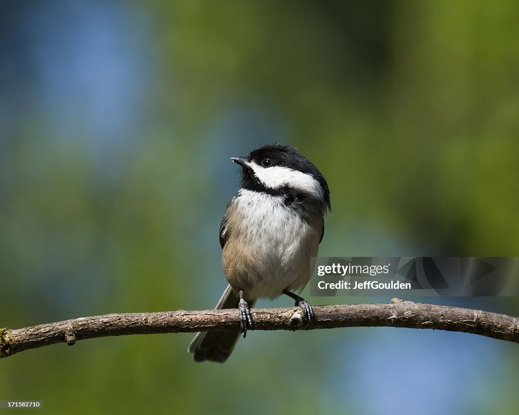 Black Capped Chickadee Perched on a Branch
