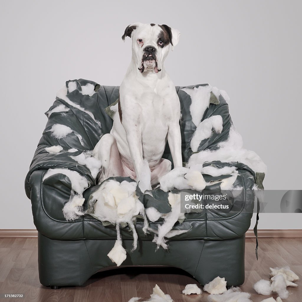 Boxer dog destroys leather chair