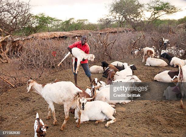 Goats Residents 4,887 Village Goats Stock Photos, High-Res Pictures, and Images - Getty ...