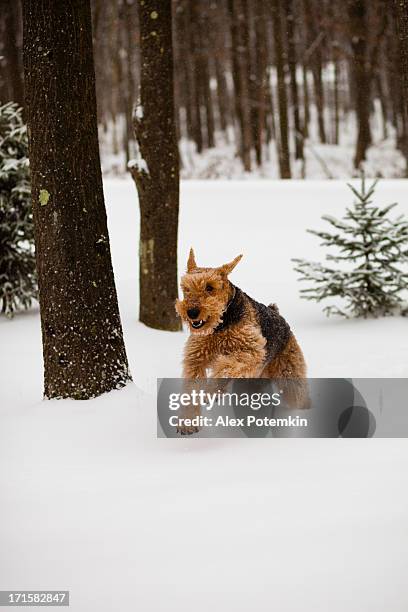 airedale terrier cachorro corre na neve - airedale terrier imagens e fotografias de stock