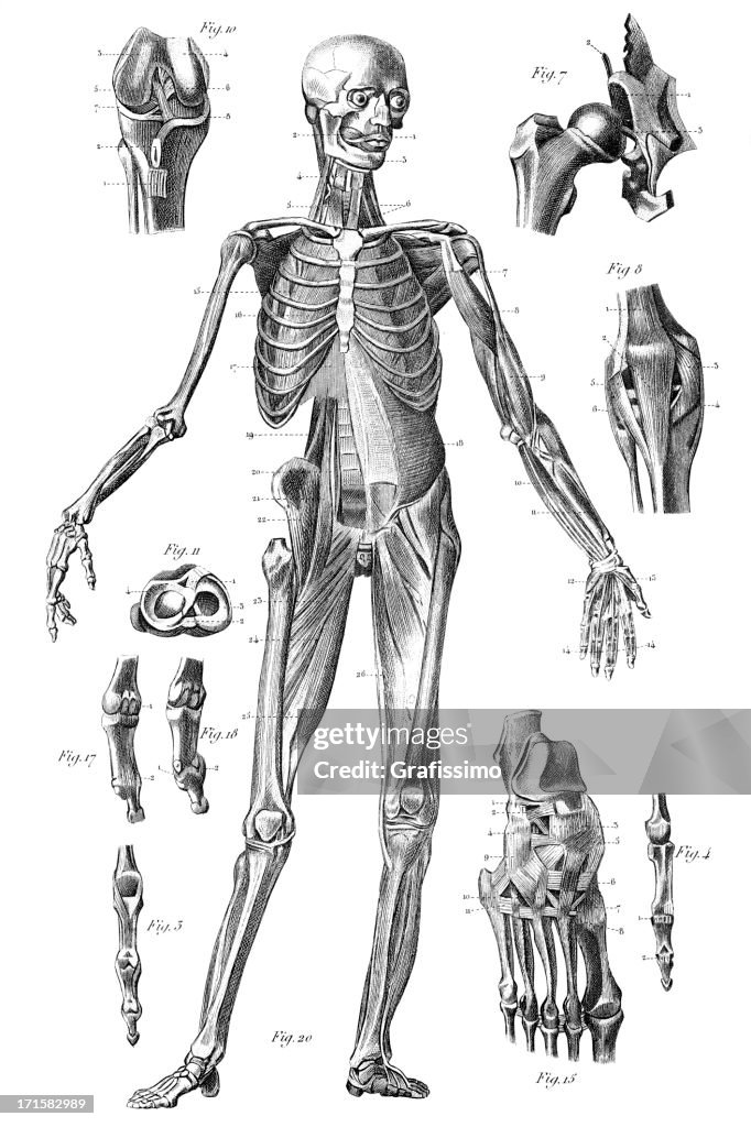 Incisione Scheletro Umano 1851