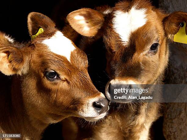 jersey heifer cows, channel islands. - jersey stockfoto's en -beelden