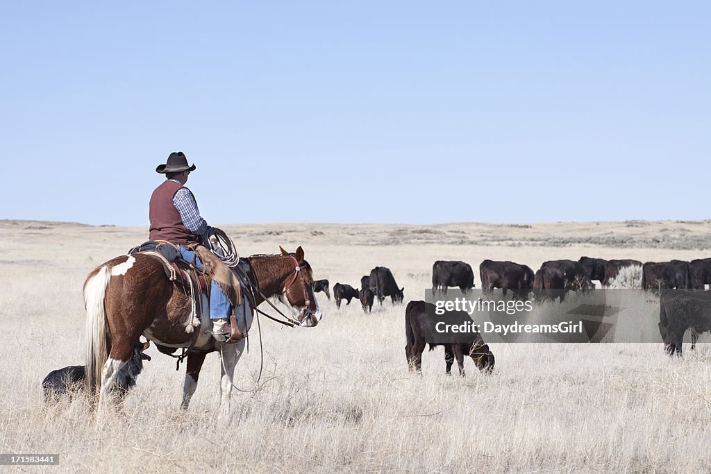 Cowboy Herding of Angus Cattle on Open Range