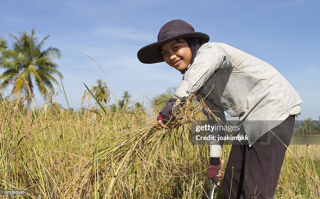 People Picking Rice Young Woman Harvesting The Rice Paddy High-Res Stock Photo - Getty Images