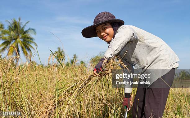 young woman harvesting the rice paddy - cambodia rice fields stock pictures, royalty-free photos & images